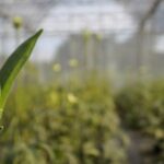 Refugees Settled in New Hampshire Turn to Farming