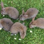 COVID-19 Is Widespread In ‘Common Backyard Wildlife’ In US